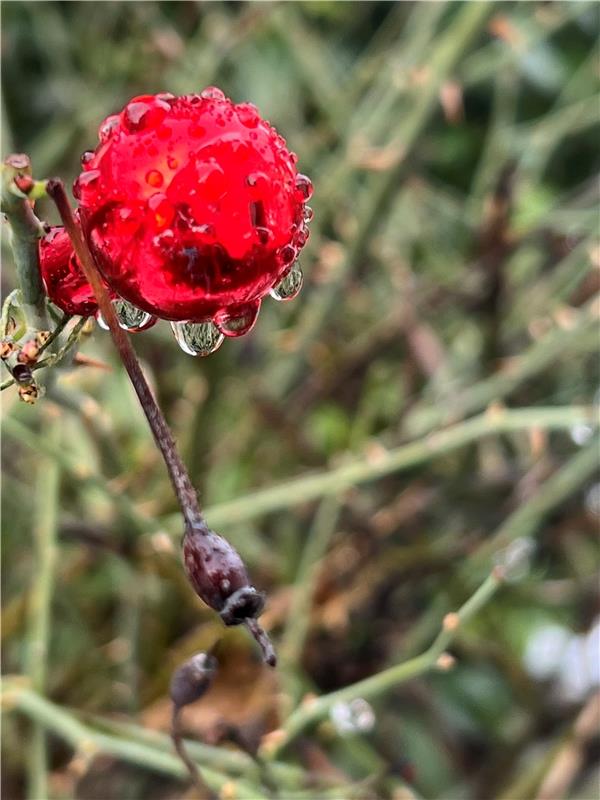 Letzter Weihnachtsgruß im Januar in meinem Garten. Von Sabine Steinmann aus Gärt...