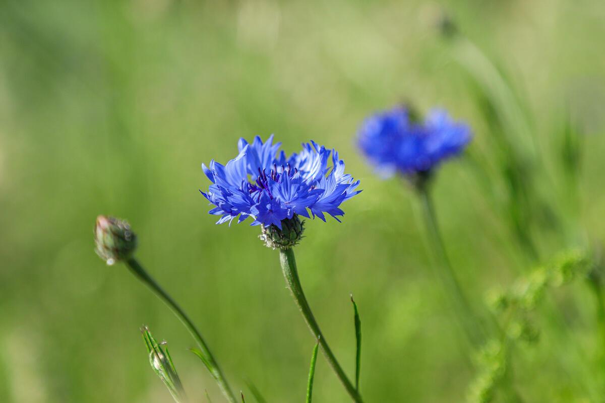 Leuchtend blauen Blüten der Kornblumen ...  Von Natalie Politz aus Hildrizhausen...