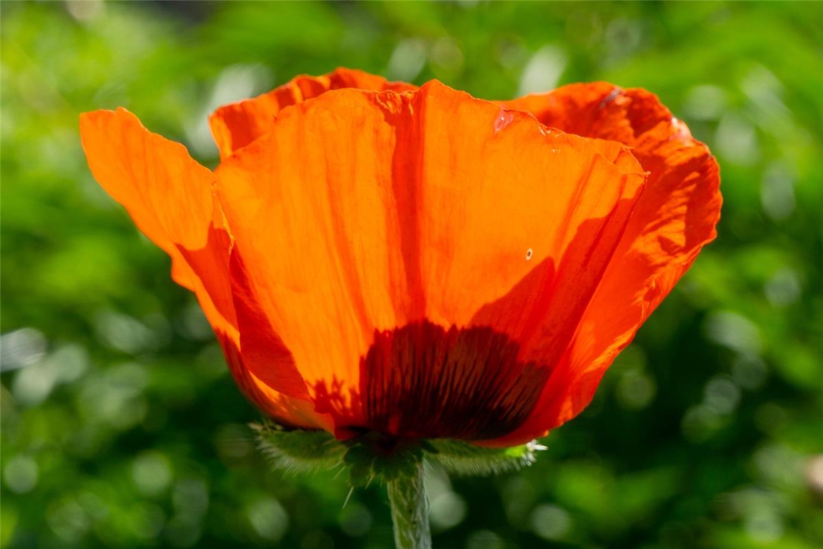 Leuchtende Mohnblume, gesehen in Herrenberg in der Hildrizhauser Straße. Von Chr...