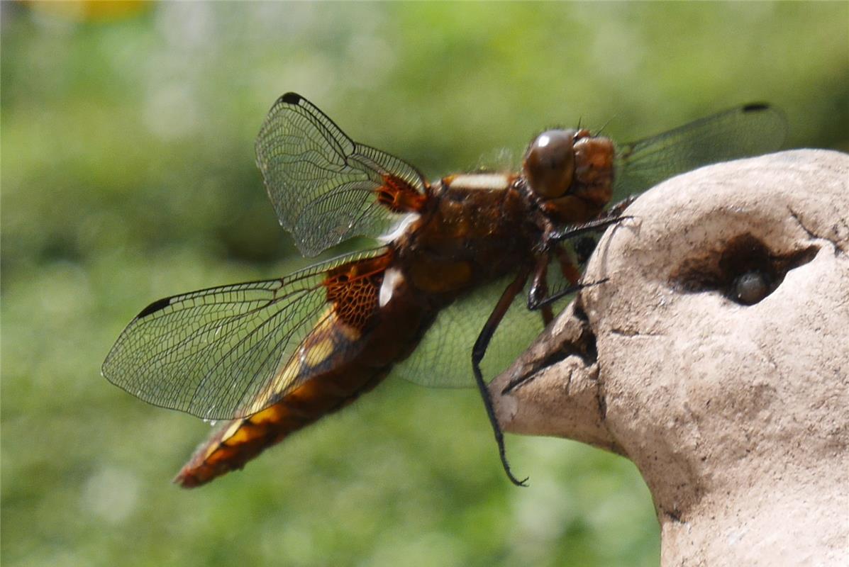 Libelle trifft Keramikvogel.  Von Heinrich Beckermann aus Herrenberg.