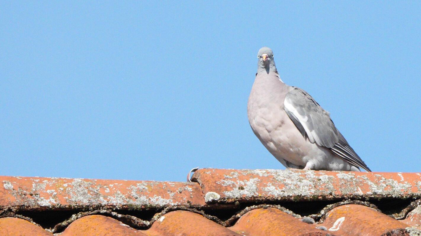 Lieber den Spatz in der Hand, als die Taube auf dem Dach.  Von Roman Pohl aus Gä...