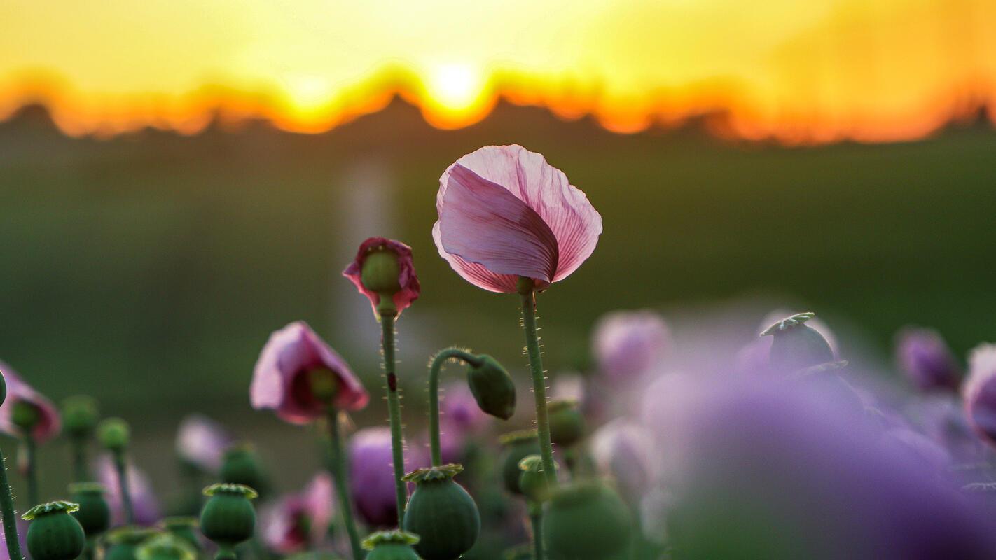 Lila Mohn im Abendlicht ...  Von Natalie Politz aus Hildrizhausen.