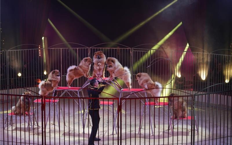 „Gäubote“-Adventskalender: „Manege frei“ in Herrenberg „Lion-Dog-Show“ mit Danny Lauenburger. GB-Foto: Alexander Leumann