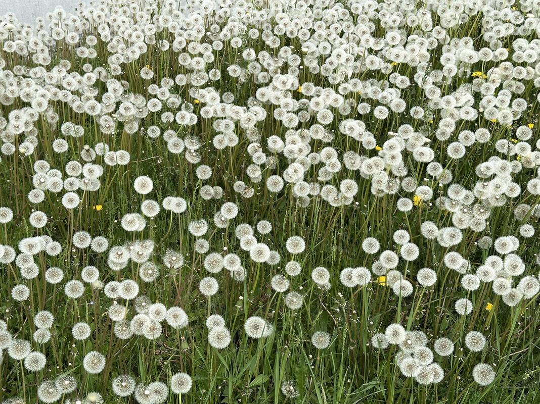 Löwenzahn – im Garten unerwünscht, am Feldrand faszinierend.  Von Anja Schnotz a...