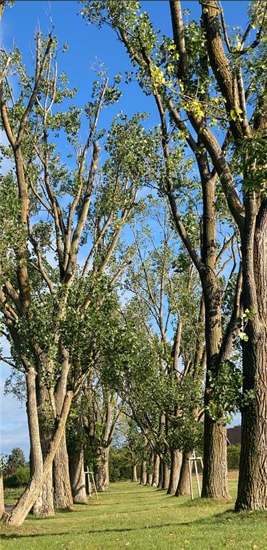 Mächtig diese Allee.   Von Rainer Bruckner aus Herrenberg-Kuppingen.