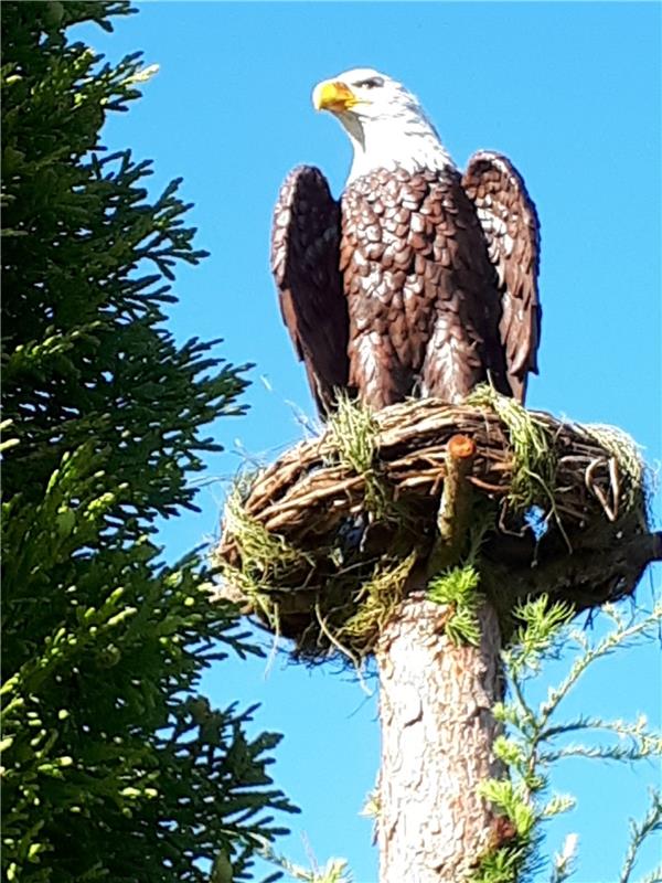 Mächtig thront dieser Vogelschreck in seinem Nest. Ul Hocker hat die Aufnahme in...