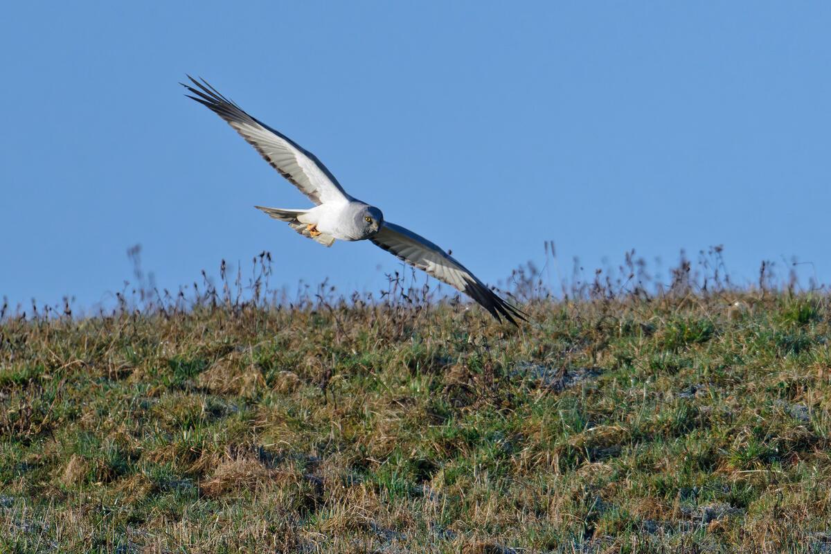 Männliche Kornweihe auf dem Durchzug.  Von Erich Tomschi aus Mötzingen.