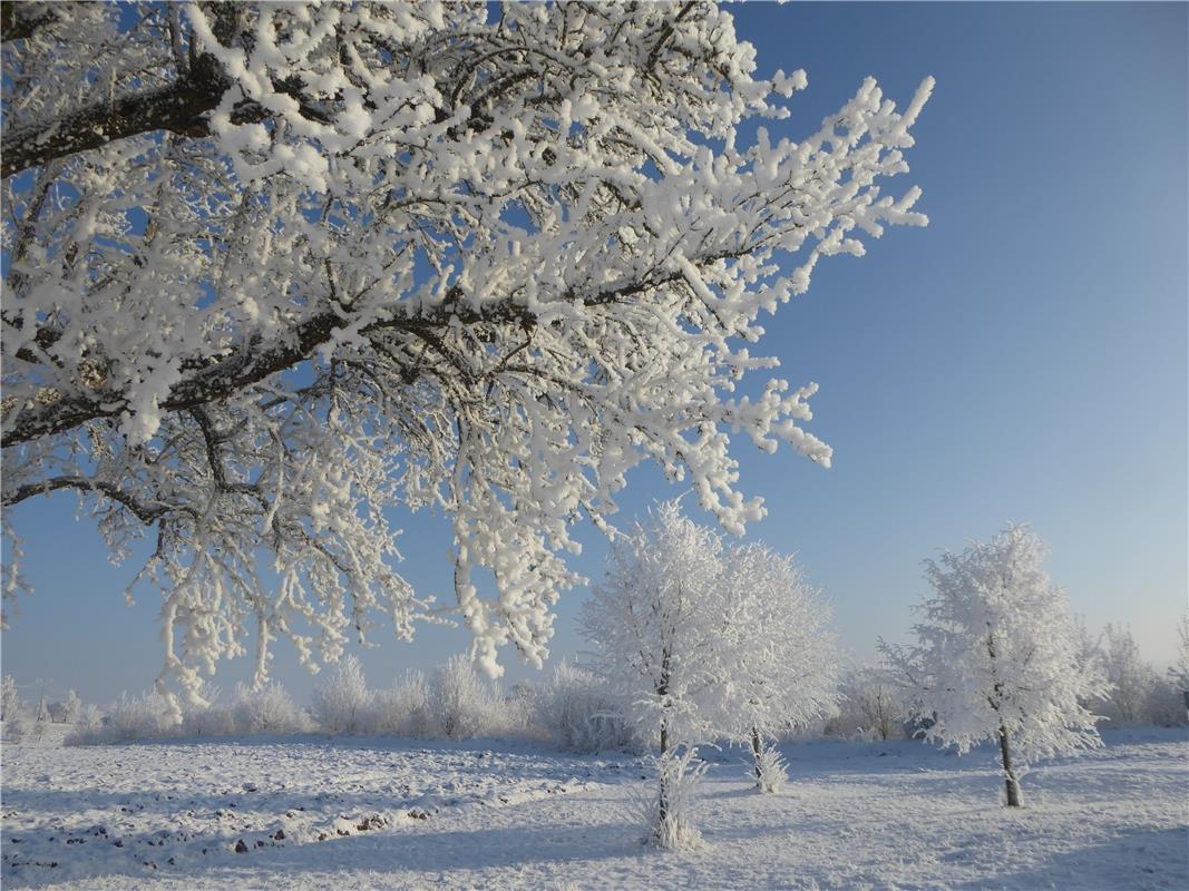 Märchenhafte Winterlandschaft in Kuppingen! Von Ines Widmayer aus Herrenberg.