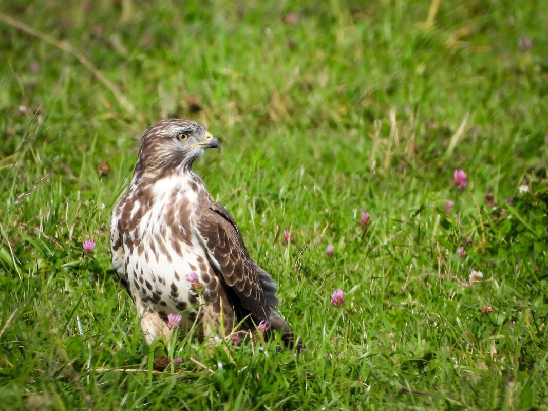 Mäusebussard (Buteo buteo) in der Krebsbachaue.  Von Roman Pohl aus Gärtringen.