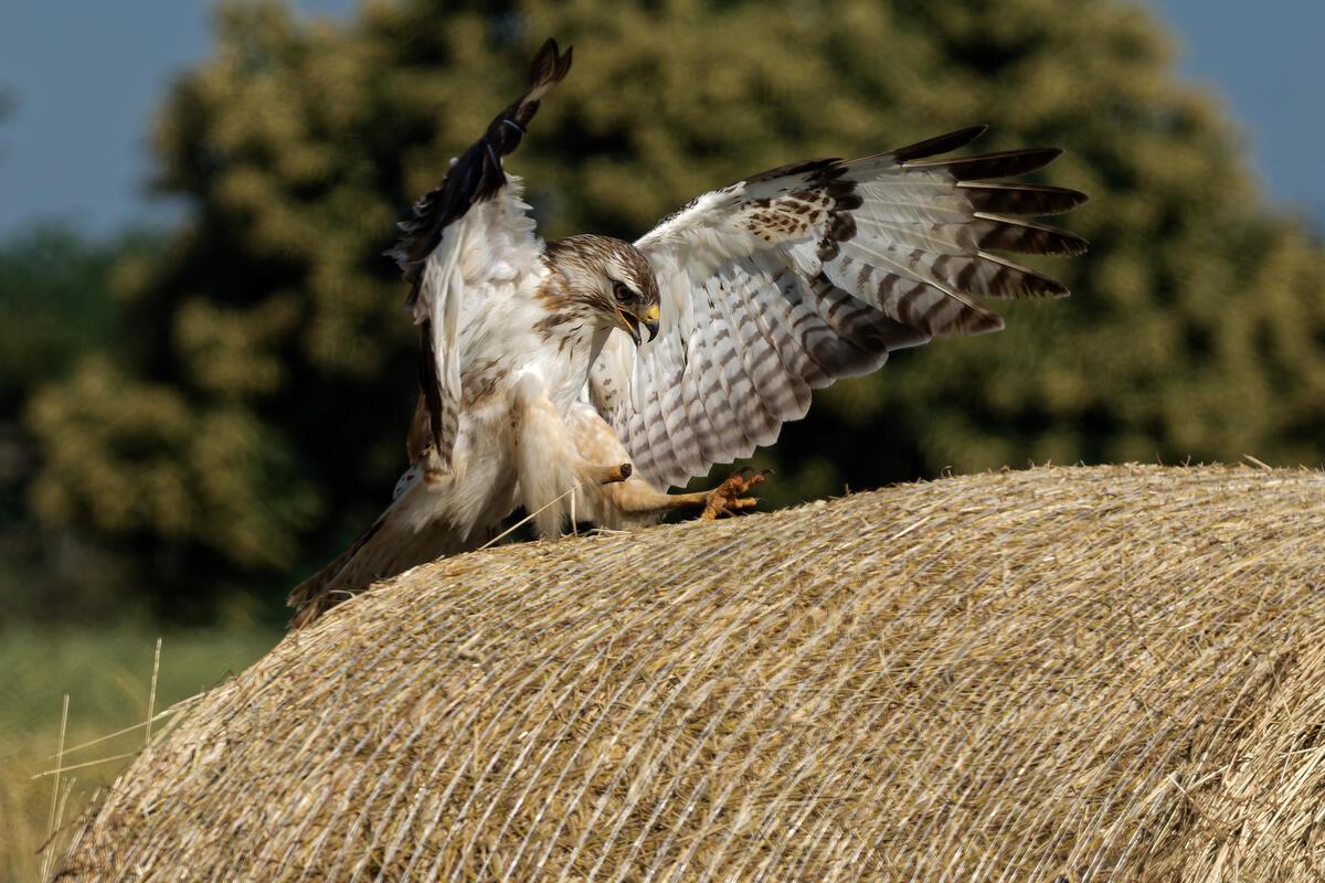 Mäusebussard setzt zur Landung auf einem Heuballen an, erst zu Hause habe ich se...