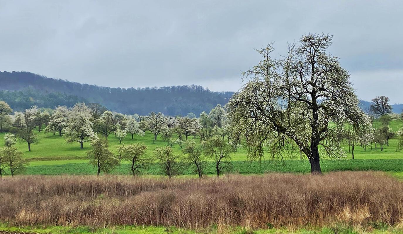 Magisch auch ohne Sonnenschein – Frühling in den Streuobstwiesen. Von Andrea von...