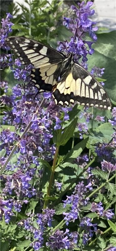 Magischer Schmetterling.  Von Rainer Bruckner aus Herrenberg.