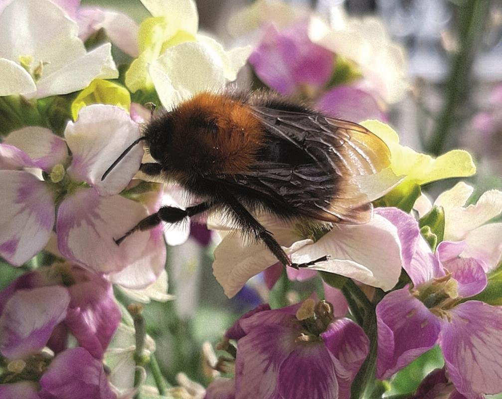Mahlzeit, du wunderschöne Hummel! Das ist Frühling – wenn im Garten die Blumen b...