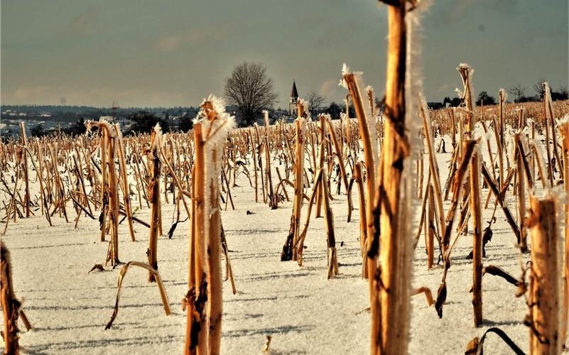 Mais in der Wintersonne