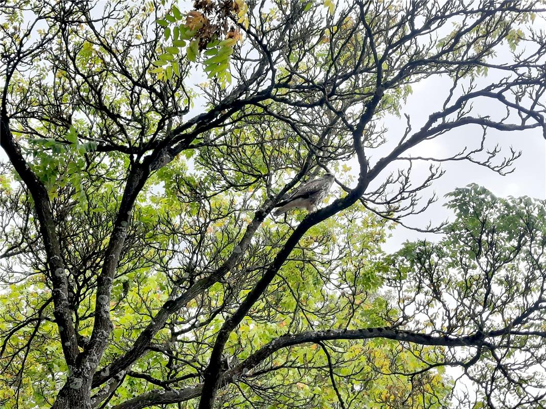 Mal schauen, was am Markttag in Herrenberg so los ist.  Von Heiko Weiß aus Gäufe...