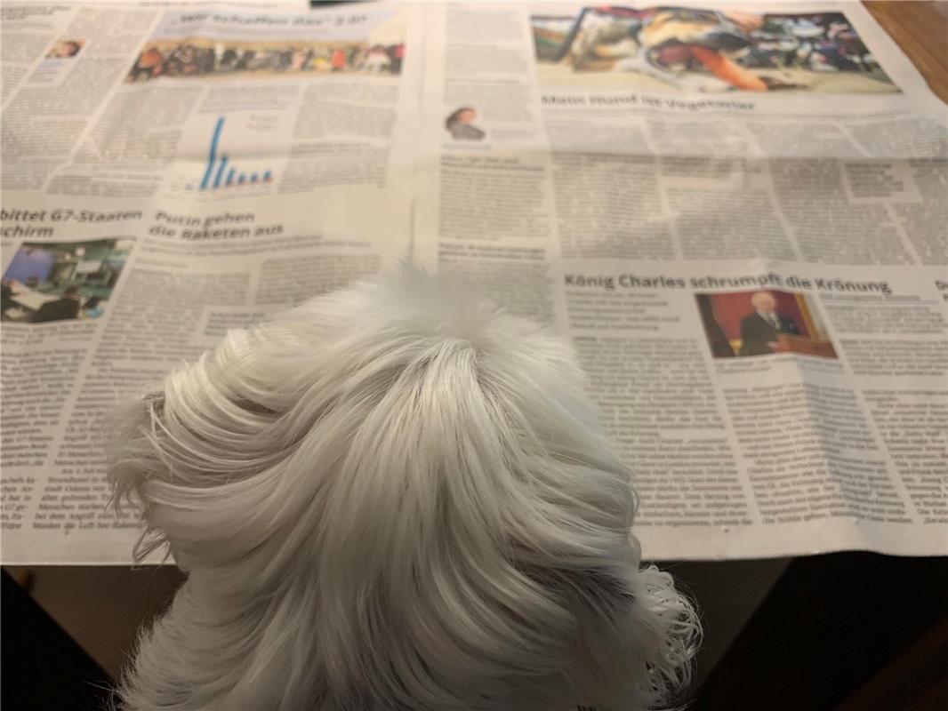 Malteserrüde "Ice" beim studieren der neuesten Nachrichten aus der "Politik und ...