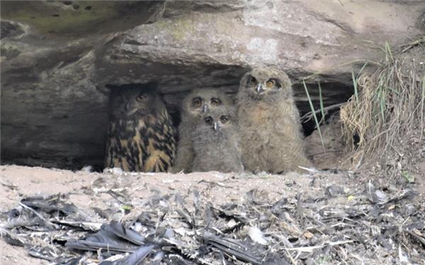 Mama Uhu präsentiert ihren Nachwuchs am Eingang zur Bruthöhle. GB-Foto: Reichert