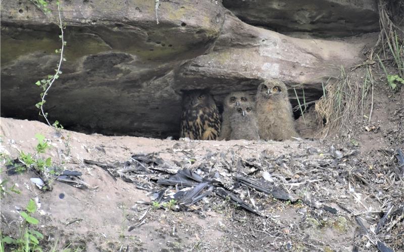 Mama Uhu präsentiert ihren Nachwuchs am Eingang zur Bruthöhle. GB-Foto: Reichert