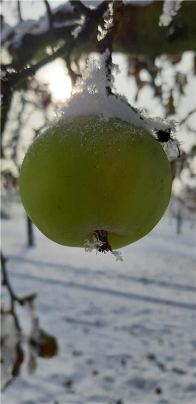 Man möchte direkt reinbeissen, so knackig sieht er aus! Ein einsamer Apfel inmit...