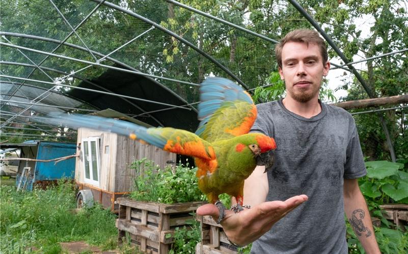 Mario Knaus kümmert sich großteils um die Pflege der Papageien seiner Familie. GB-Foto: Vecsey