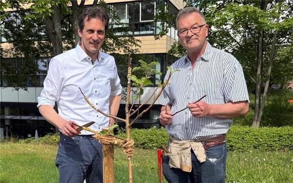 Martin Wuttke und Manfred Nuber (rechts) mit einem der veredelten Streuobstbäume. GB-Foto:gb