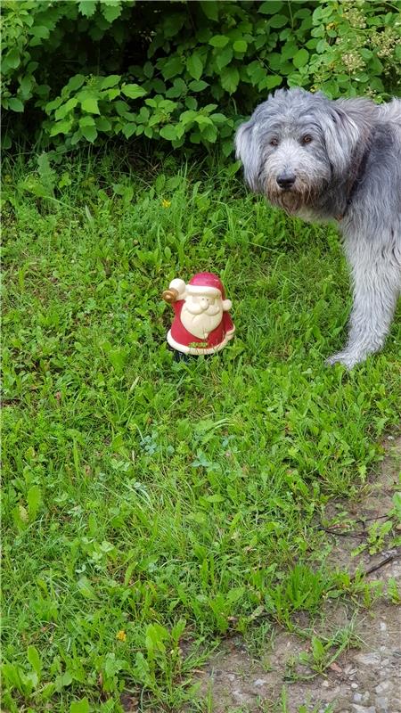 Masha hat den Weihnachtsmann beim Gassigehen am Nebringer Sportplatz entdeckt, e...