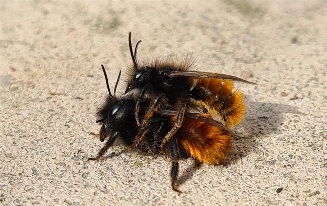 Mauerbienen freuen sich über den Frühling und die warme Sonne. Von Mirjam Krämer...