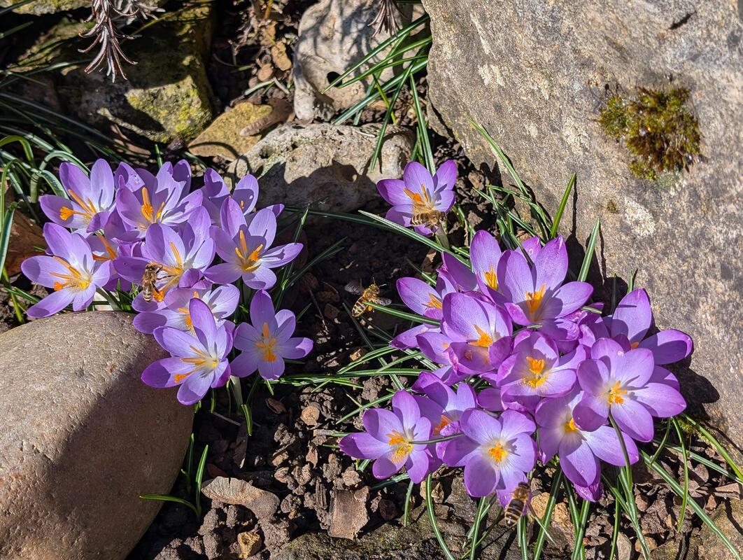 Mauerblümchen in voller Blüte. Die Bienchen sind auch schon fleißig.  Von Uli Ha...