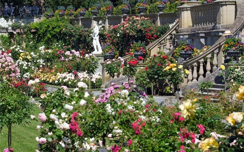 Mediterranes Flair verbreitet der Rosengarten GB-Foto: Insel Mainau/Peter Allgaier