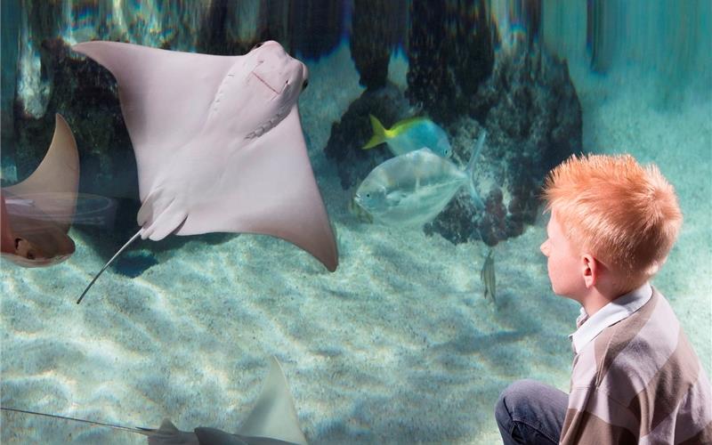„Gäubote“-Familientour: Im Sealife taucht man ab in die Unterwasserwelt Meeresbewohner hinter Glas warten auf die Besucher des Sealife Konstanz GB-Foto (Archiv): SealifeFoto: SEA LIFE Aquarium Hannover© Dirk Eisermann