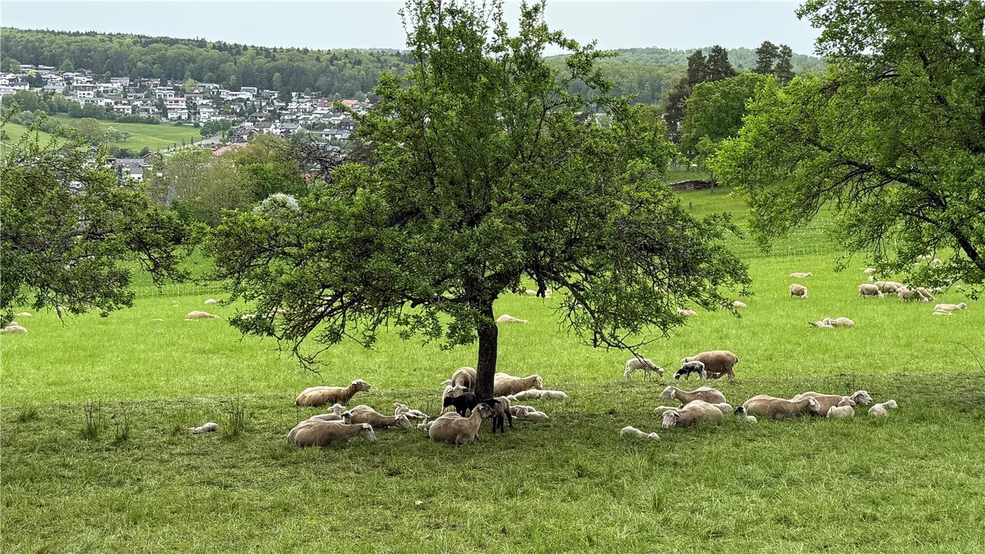 Mehrgenerationen Wiese. Von Kurt Supper aus Herrenberg.