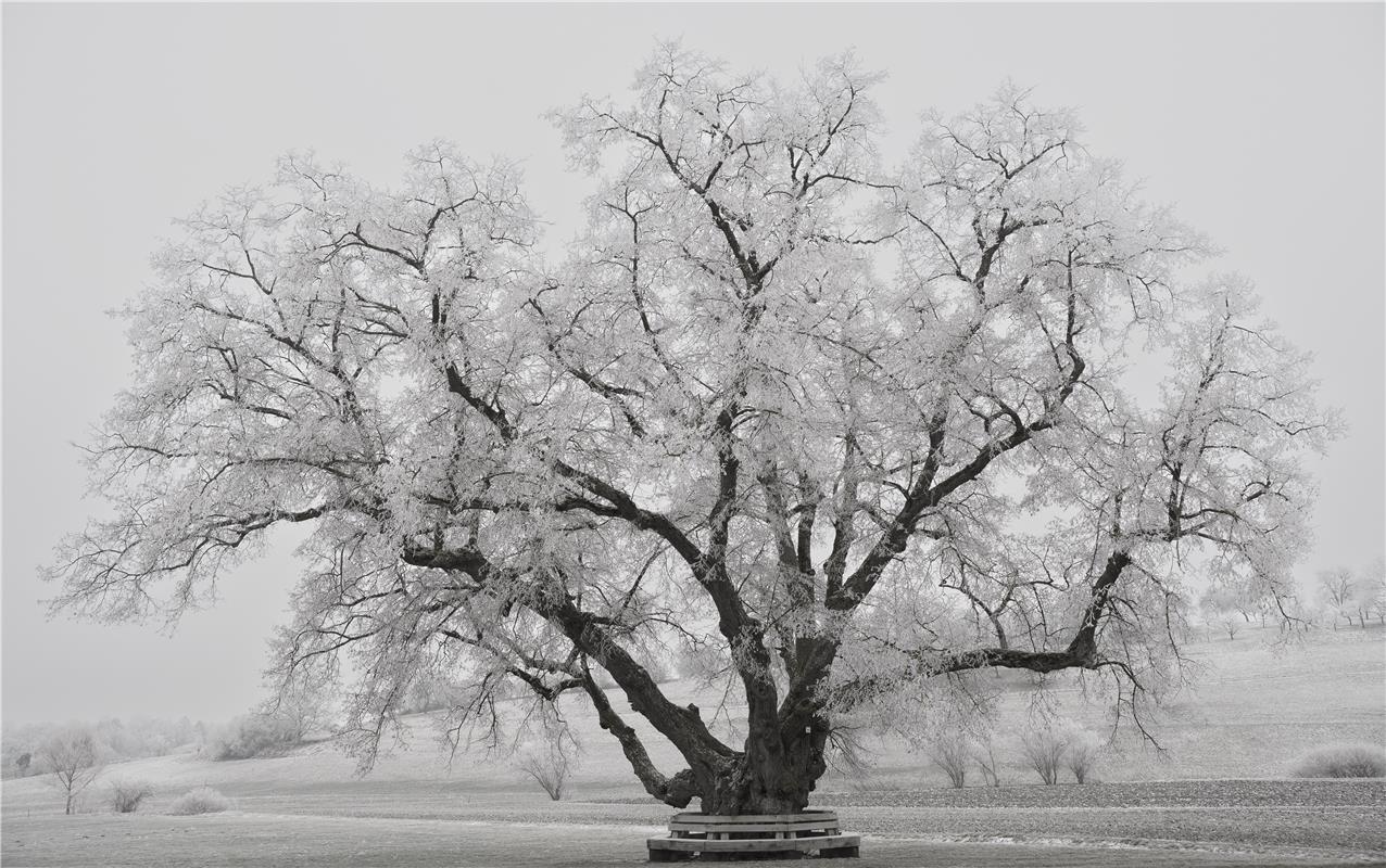 Mein Freund der Baum. Von Monika Suhm aus Gärtringen.