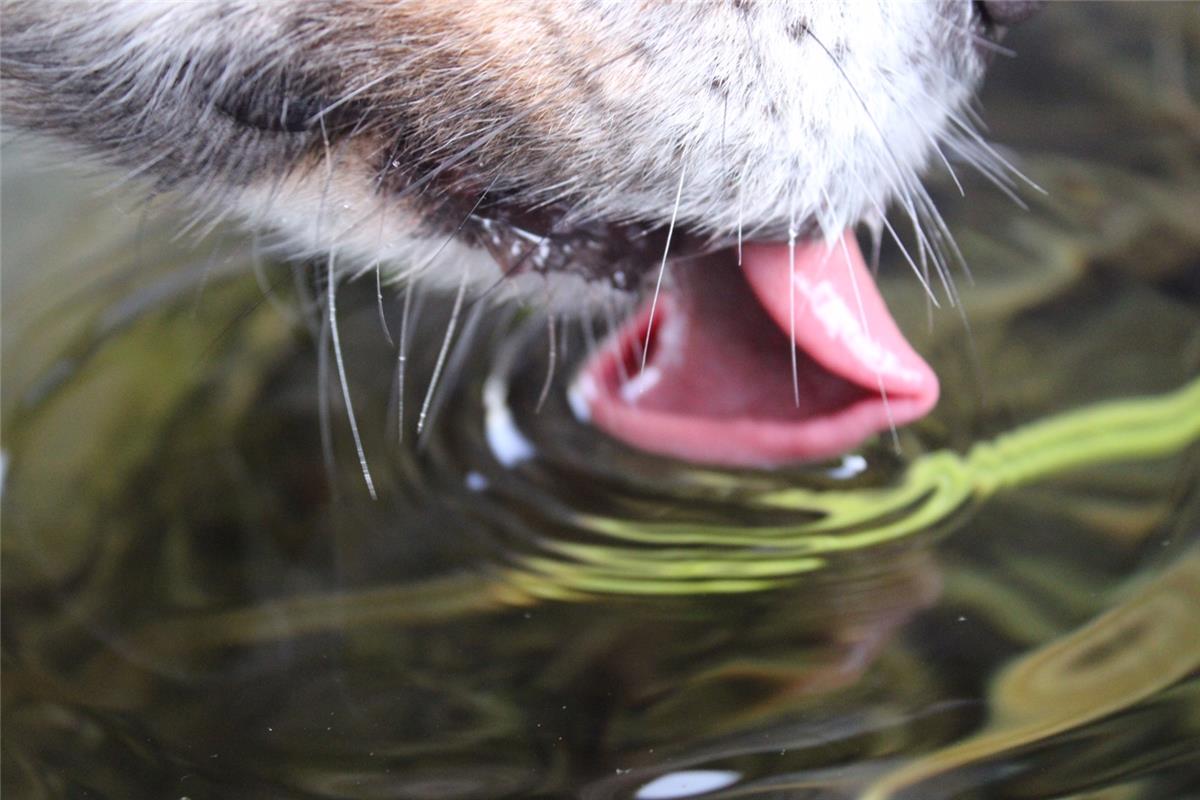 "Mein Hund Maylo beim Trinken", hat die Mötzingerin Hanna Morlok diesem Bild erk...