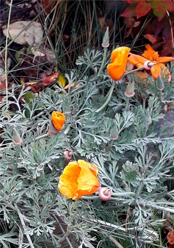 "Meine Mohnblume California Poppy blüht unaufhörlich und hat bereits Schnee und ...