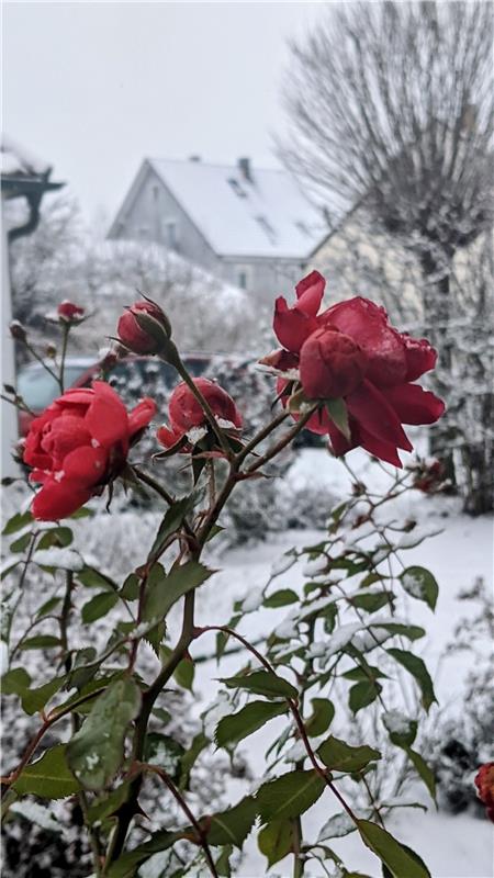 "Meine Rosen blühen, auch wenn's schneit", sagt Susanne Marquardt aus Herrenberg...
