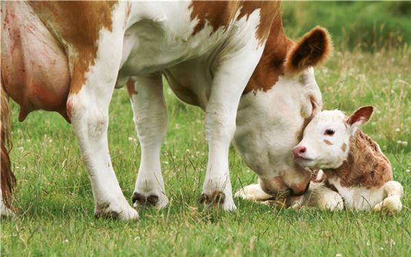 Milchkühe mit Kälbchen werden auch im Landkreis Böblingen immer weniger. Der Anteil an allen Rindern lag zuletzt bei 32,4 Prozent. GB-Foto: Kara - stock.adobe.com