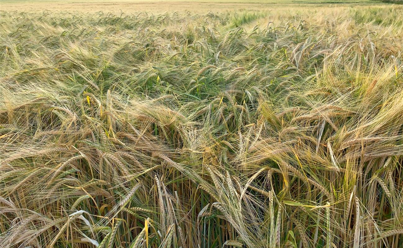 Minya Rollinson aus Gäufelden nennt diesen Schnappschuss schlicht "Sommer".