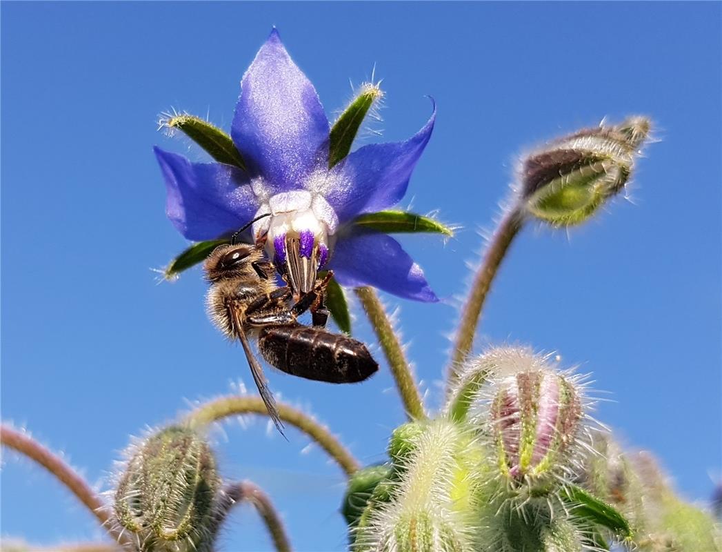 Minya Rollinson aus Öschelbronn hat diese Blumenallee zwischen Öschelbronn und J...