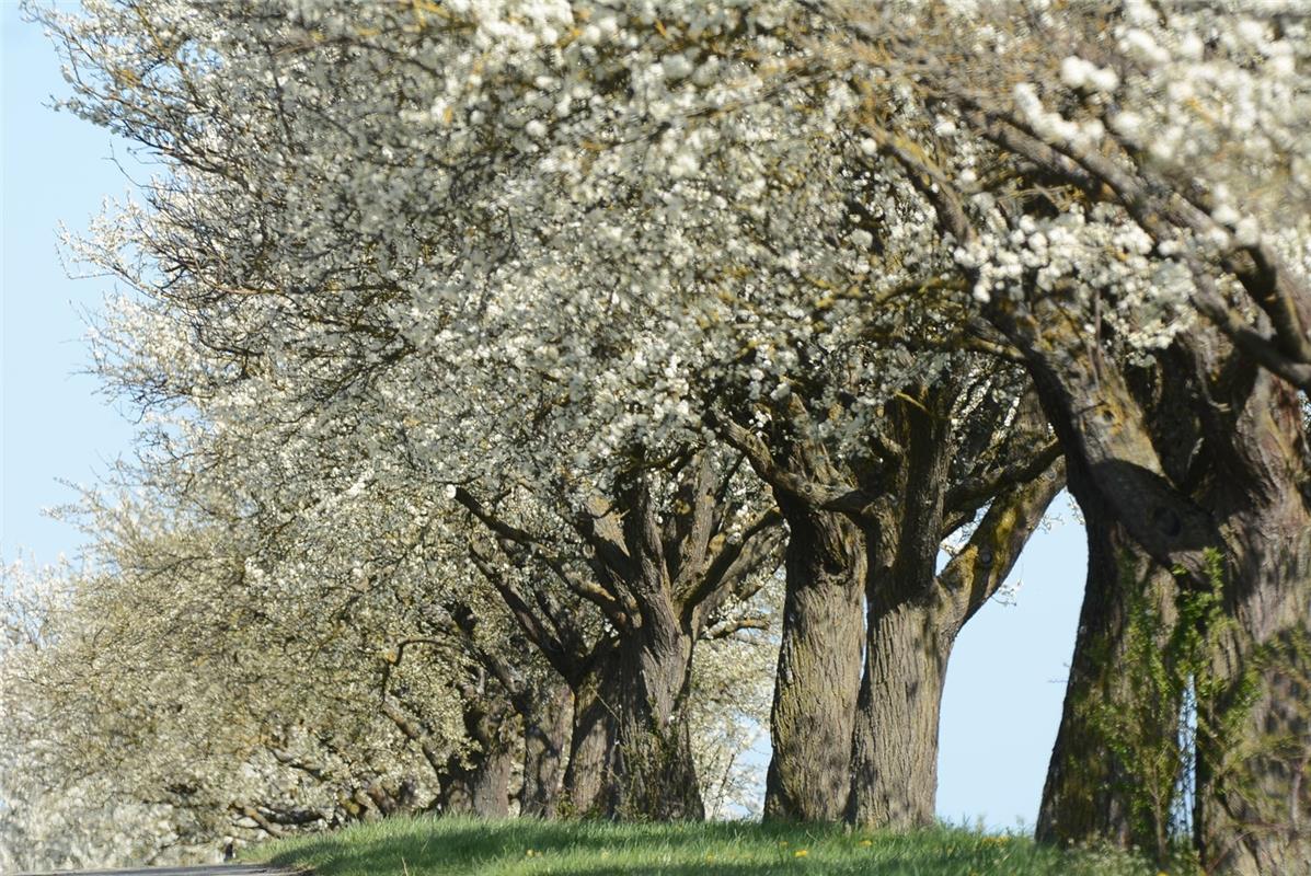 Mirabellenbäume in voller Blüte.  Von Eckbert Kaiser aus Hailfingen