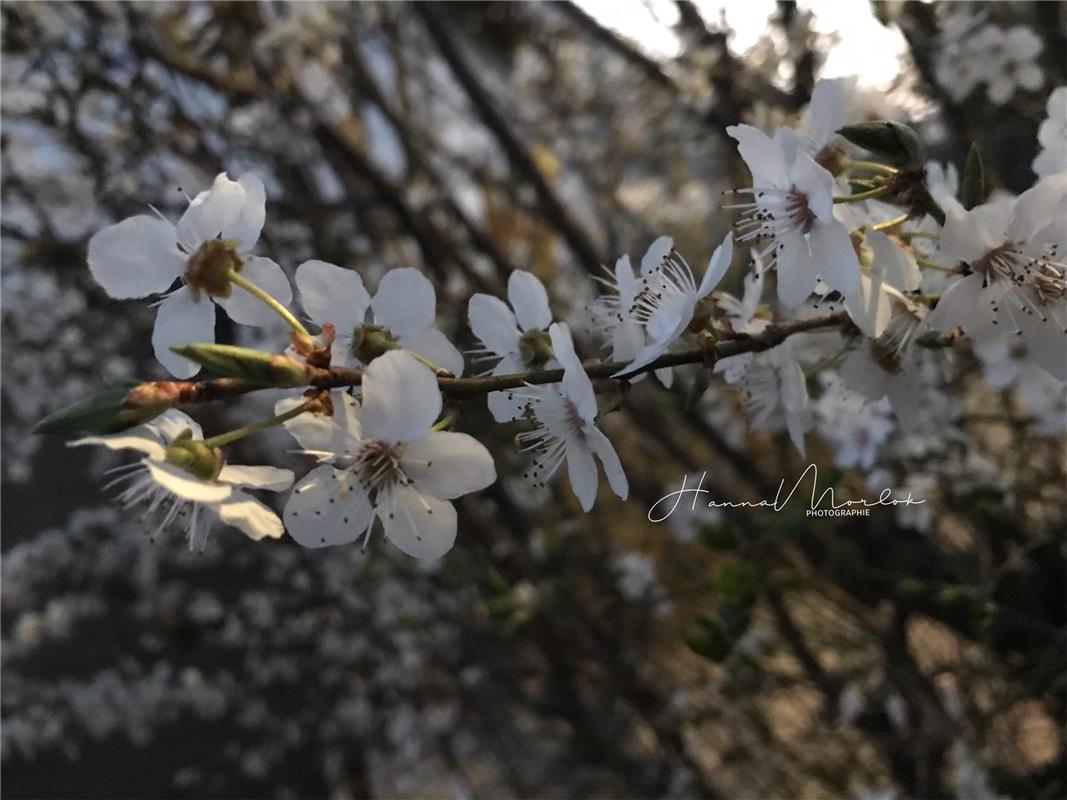 Mirabellenblüten, ins rechte Licht gerückt von der Mötzingerin Hanna Morlok.