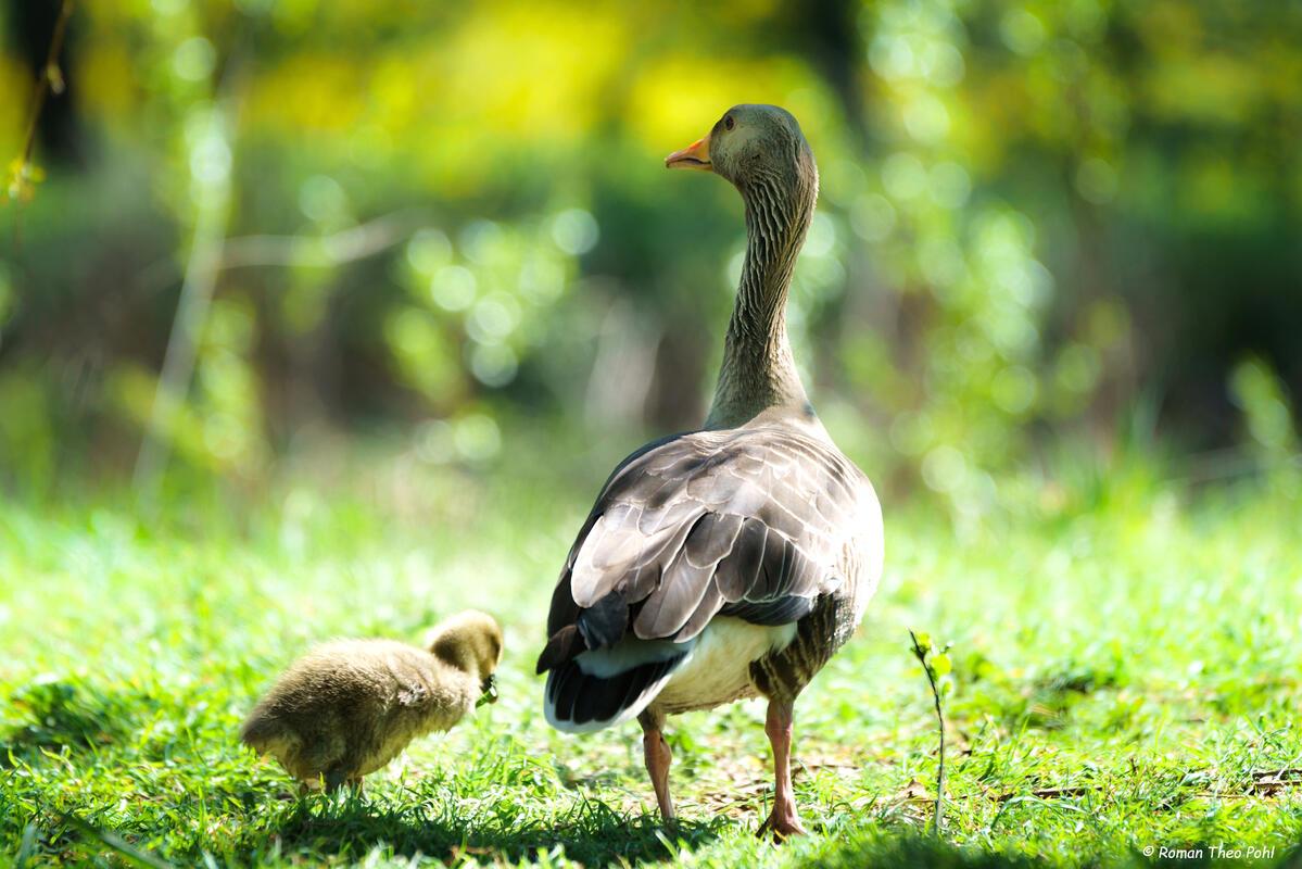 Mit Mama Graugans auf Landgang.  Von Roman Pohl aus Gärtringen.
