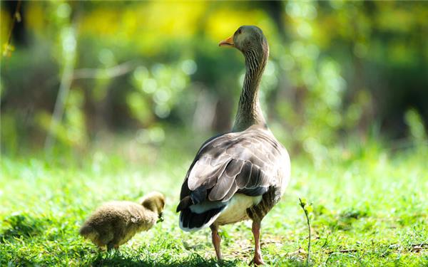 Mit Mama Graugans auf Landgang (fotografiert von Roman Pohl aus Gärtringen)
