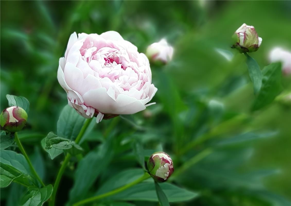 Mit "kleiner" Verspätung beginnen die Pfingstrosen im Garten der Gültsteinerin C...