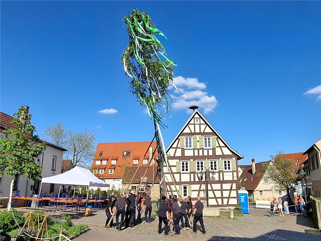 Mit vereinten Kräften wird der Maibaum im frischen Wind aufgestellt. Von Martin ...