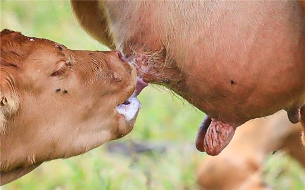 Mmmh, lecker Milch (aufgenommen von Natalie Politz aus Hildrizhausen)