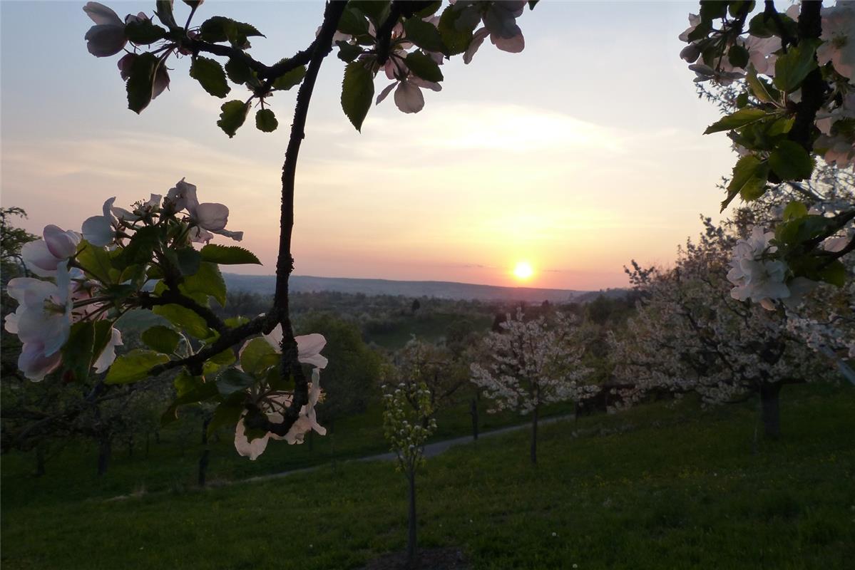 Mönchberger Sonnenuntergang im Blüten-Rahmen. Cornelia Rinkert aus Herrenberg-Mö...