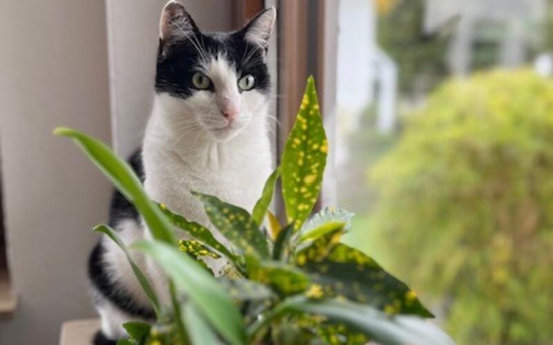 „Gäubote“-Leser präsentieren zum Weltkatzentag die Fotos ihrer Stubentiger