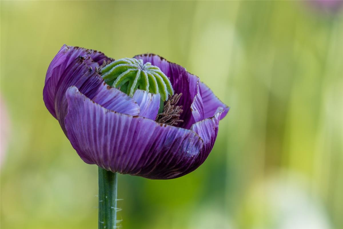 Mohnblüte. Von Gabi Brenner aus Herrenberg.