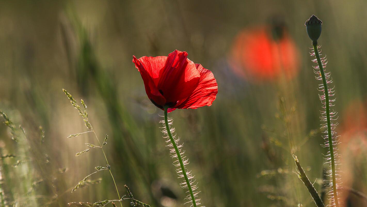 Mohnblume im Abendlicht.  Von Natalie Politz aus Hildrizhausen.
