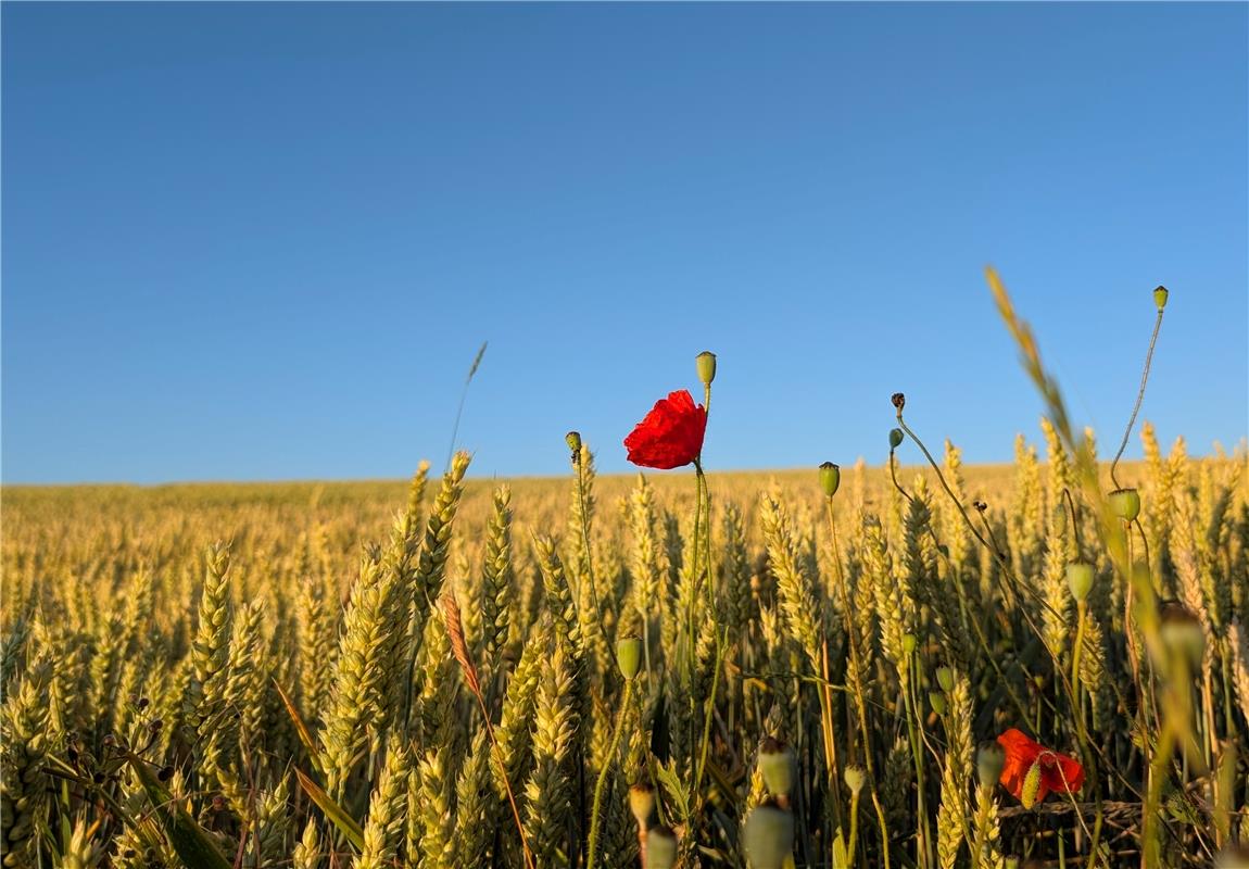 Mohnblume in der Morgensonne. Von Eva Althoff-Nüßle aus Herrenberg.
